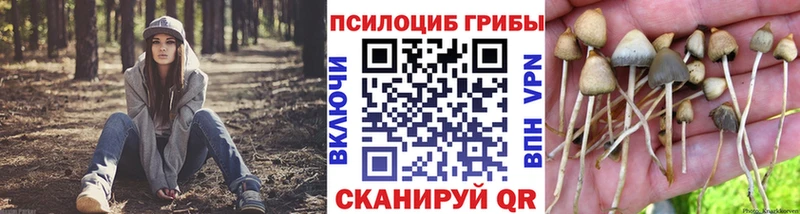 Псилоцибиновые грибы Cubensis  Лысьва 